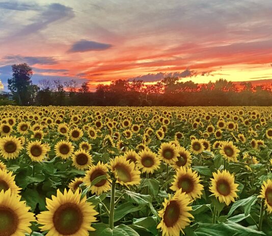 PRESS RELEASE: Don’t miss Sunflower Festival in Concord NH!