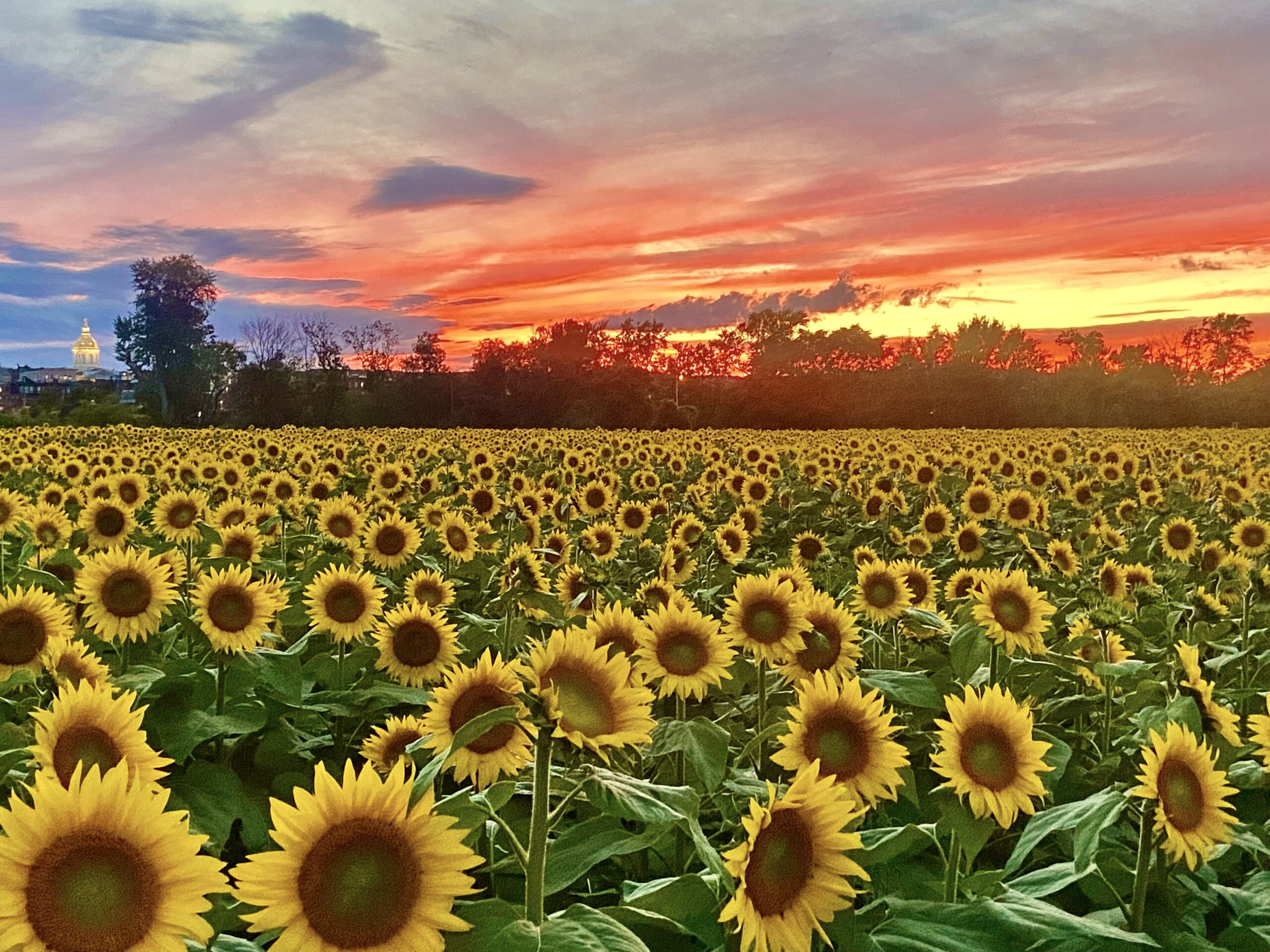 PRESS RELEASE: Don't miss Sunflower Festival in Concord NH! | NENPA